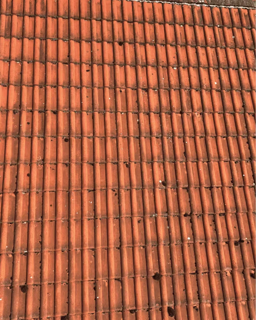 Tondach vor der Reinigung