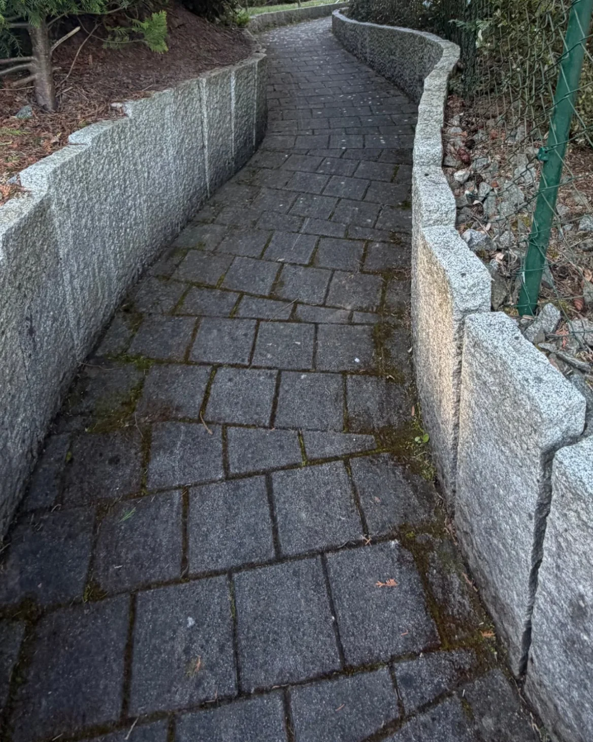 Gartenweg mit Moos und Grünbelag in den Fugen
